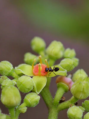 ���u�K���V�ƃA��